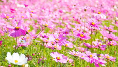 Bahçedeki tatlı kozmos çiçekleri.