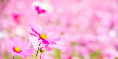 Kozmos alanının bulanık arka planında pembe kozmosun yakın plan görüntüsü. romantik kavram.