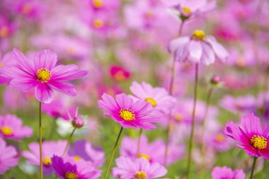 Kozmos alanının bulanık arka planında pembe kozmosun yakın plan görüntüsü.