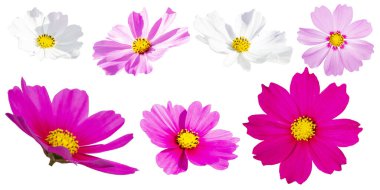 Beyaz arka planda izole edilmiş farklı perspektiflere sahip yedi kozmos bipinnatus çiçeği seti, süs bahçesi bitkisi. Cosmos bipinnatus makroyu kapat.