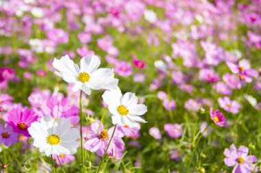 Beyaz kozmos çiçekleri pembe bulanık arkaplanlı bahçede güzel çiçekler açıyor..