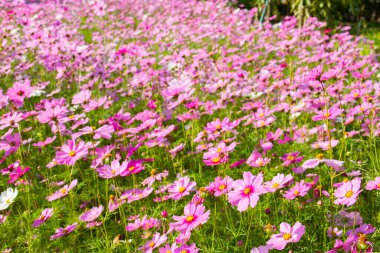 Bahçede kozmos çiçekleri.