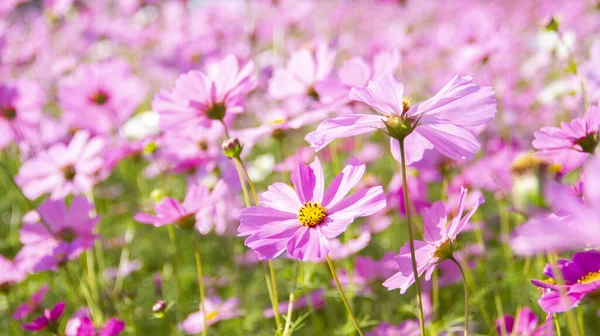 pembe cosmos çiçek çiçek açan alanında.