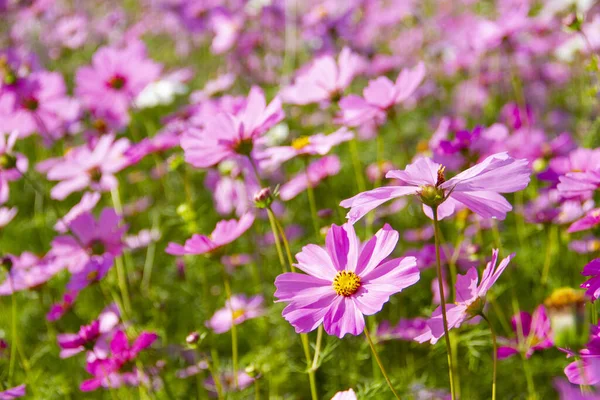 Cosmos Pink Flowers Blooming Beautifully Garden Pink Blur Background — Stock Photo, Image