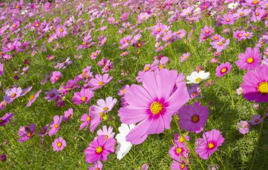 Bahçede kozmos çiçekleri.