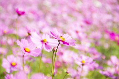 Pink cosmos flowers full blooming in the field.