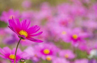 Pembe kozmos çiçeği bulanık arka planda çiçek açıyor..