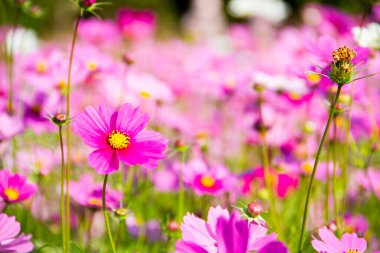pembe cosmos çiçek çiçek açan alanında.
