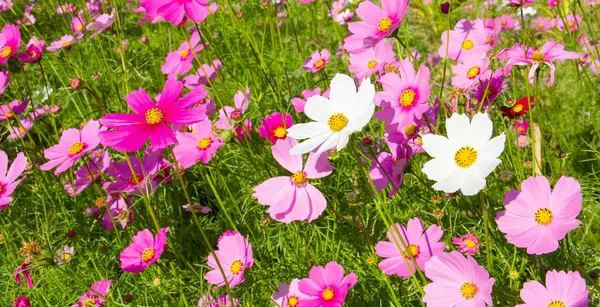 Kozmos tarlada çiçek açıyor..