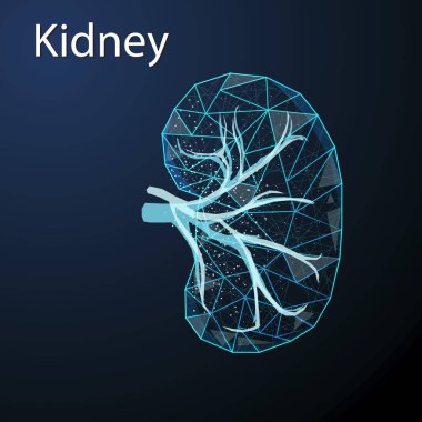 Koyu mavi arka planda insan böbreğinin çokgen vektör çizimi. İç organ düşük poli tasarımı. İnsan dışkılama sistemi kavramı.