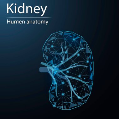 Human kidney anatomy organ translucent low poly triangle futuristic glowing. On dark blue background. Uro system disease medical innovation concept. clipart