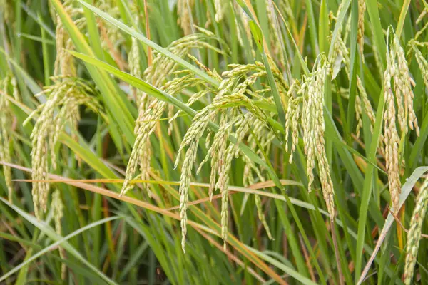 Tuore Riisi Jätetty Kypsä Riisi Valmis Sadonkorjuuseen Auringonlaskuun Farming Argriculture — kuvapankkivalokuva