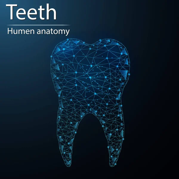 Dentes Humanos Anatomia Órgão Translúcido Baixo Poli Triângulo Futurista Brilhante — Vetor de Stock