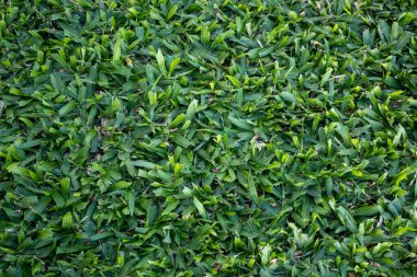 Geniş yapraklı çimlerin izole edilmiş fotoğrafı, yakın zamanda kesilmiş..