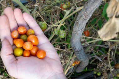 Bahçeden organik vişneli domates koleksiyonu tutuyor..