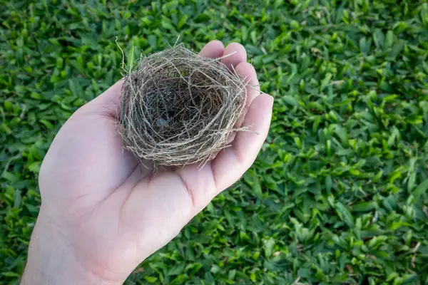 A person's hand holding a bird's nest on a very green grass background.