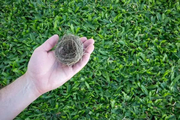 A person\'s hand holding a bird\'s nest on a very green grass background.