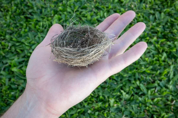 A person's hand holding a bird's nest on a very green grass background.