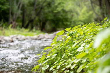 Arjantin, Cordoba 'da bir derenin kıyısında yetişen hidrokoton bonariensis..