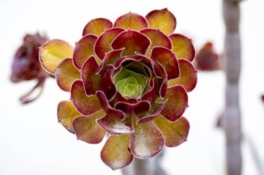 Aeonium arboreum var yakın çekim. Katliam..
