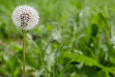 Taraxacum officinale çiçeği çimenler arasında yetişiyor.