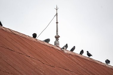 Etrafta güvercinler olan bir tren istasyonunun çatısının detayları..