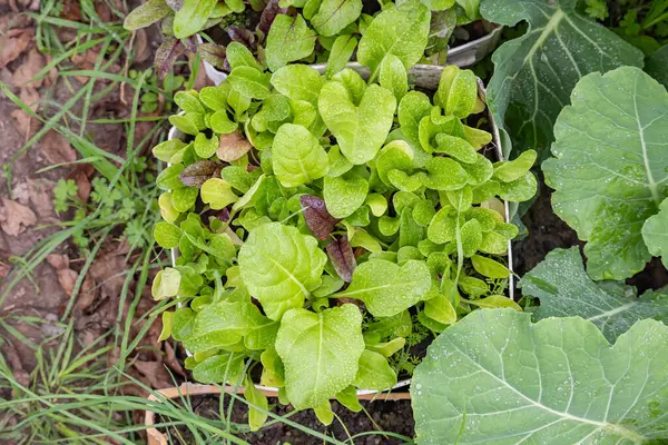 Kentsel, ev yapımı sebze bahçesi geri dönüşümlü ürünlerle yapıldı..,