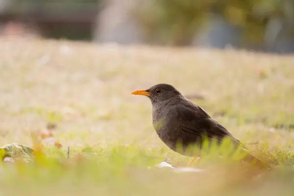 Parkta beslenen dişi ardıç kuşu.