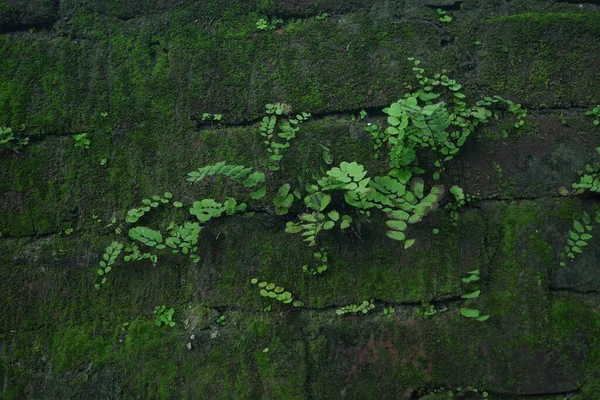 A mossy brick wall with plants growing on it