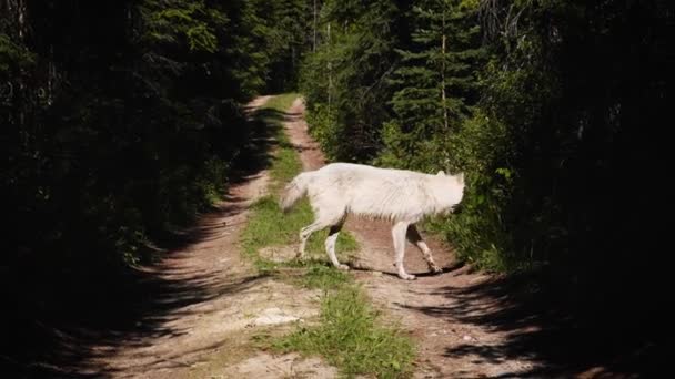 加拿大不列颠哥伦比亚省加拿大山区的草地 河流和森林中 白狼在徘徊 加拿大的狼 — 图库视频影像
