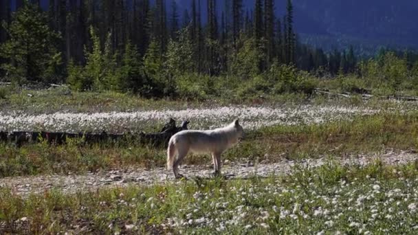 加拿大不列颠哥伦比亚省加拿大山区的草地 河流和森林中 白狼在徘徊 加拿大的狼 — 图库视频影像