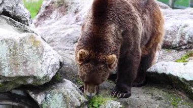 Büyük kahverengi ayı, Norveç 'in doğal ortamında yiyecek arıyor. Norveç yaban hayatı. Yüksek kalite 4k görüntü