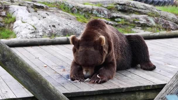 Grande Urso Pardo Grizzly Comer Peixe Plataforma Madeira Parque Vida — Vídeo de Stock