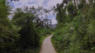 Dirt Road In The Jungle, Aerial View
