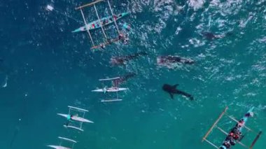 Snorkeling With Rare Whale Sharks On Cebu Island, Philippines, Aerial View