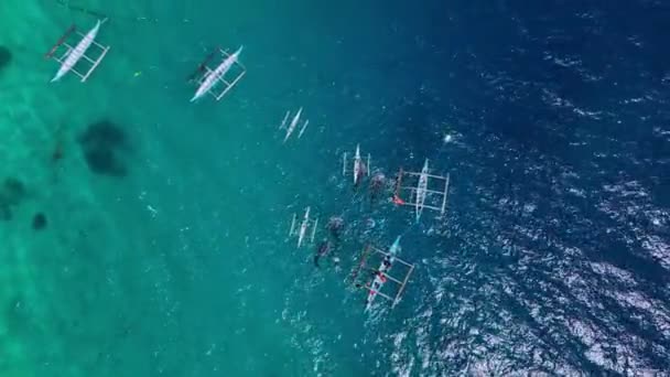 Snorkeling Rare Whale Sharks Cebu Island Philippines Aerial View — Video