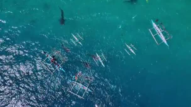 Snorkeling Rare Whale Sharks Cebu Island Philippines Aerial View — Vídeos de Stock