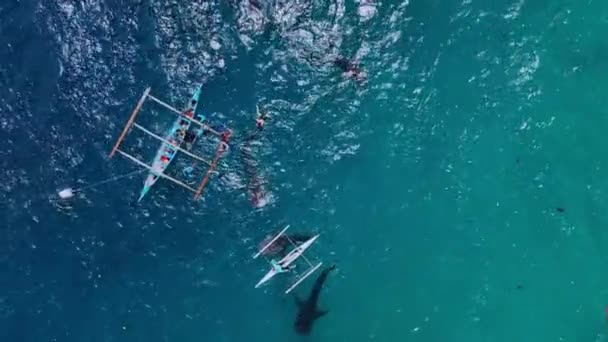 Mergulho Com Tubarões Baleia Raros Ilha Cebu Filipinas Vista Aérea — Vídeo de Stock