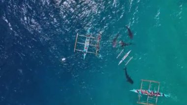 Snorkeling With Rare Whale Sharks On Cebu Island, Philippines, Aerial View
