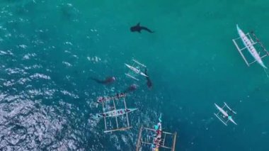 Cebu Adası, Filipinler 'de nadir bulunan balina köpekbalıklarıyla şnorkelleme, hava manzarası