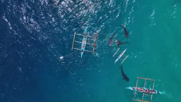 Snorkeling Rare Whale Sharks Cebu Island Philippines Aerial View — Stok Video
