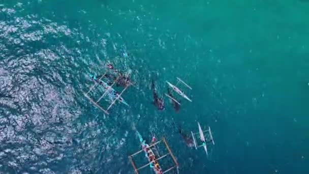 フィリピンのセブ島の珍しいジンベエザメとシュノーケリング 空の景色 — ストック動画