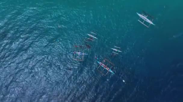 Snorkeling Rare Whale Sharks Cebu Island Philippines Aerial View — Vídeo de Stock