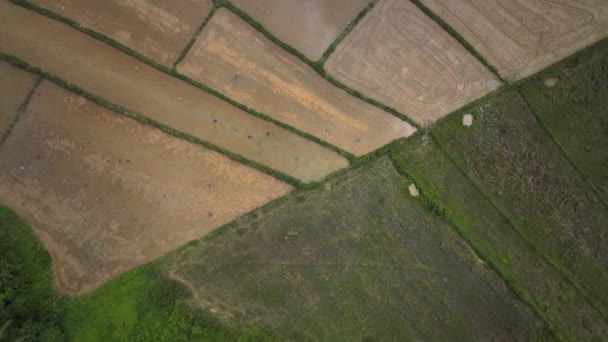 Сельскохозяйственные Угодья Зеленом Острове Палаван Вид Воздуха — стоковое видео