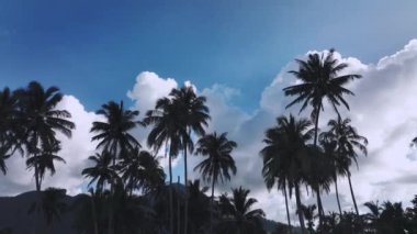 Mavi Gök 'e Karşı Palmiye Ağaçlarının Silüeti, Hava Görüntüsü