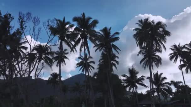 Silhouette Von Palmen Vor Blauem Himmel Luftaufnahme — Stockvideo