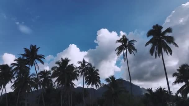 Silhouette Palmiers Contre Ciel Bleu Vue Aérienne — Video