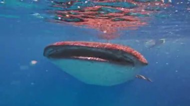 Filipinler 'deki Cebu Adası' nda Balina Köpekbalıkları