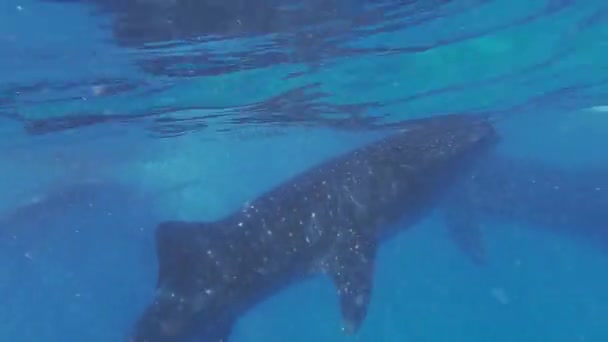 Whale Sharks Underwater Cebu Island Philippines — Stock Video