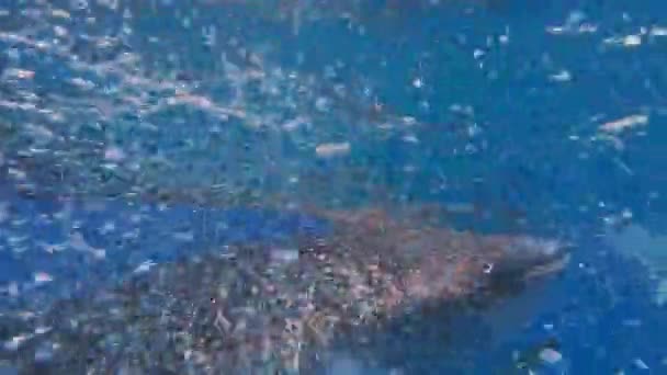 フィリピンのセブ島の水中のジンベエザメ — ストック動画